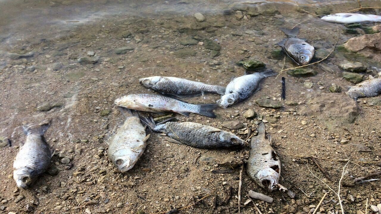 مرگ هزاران ماهی این بار در عسلویه/ بی‌توجهی محیط زیست به تلف شدن آبزیان خلیج فارس