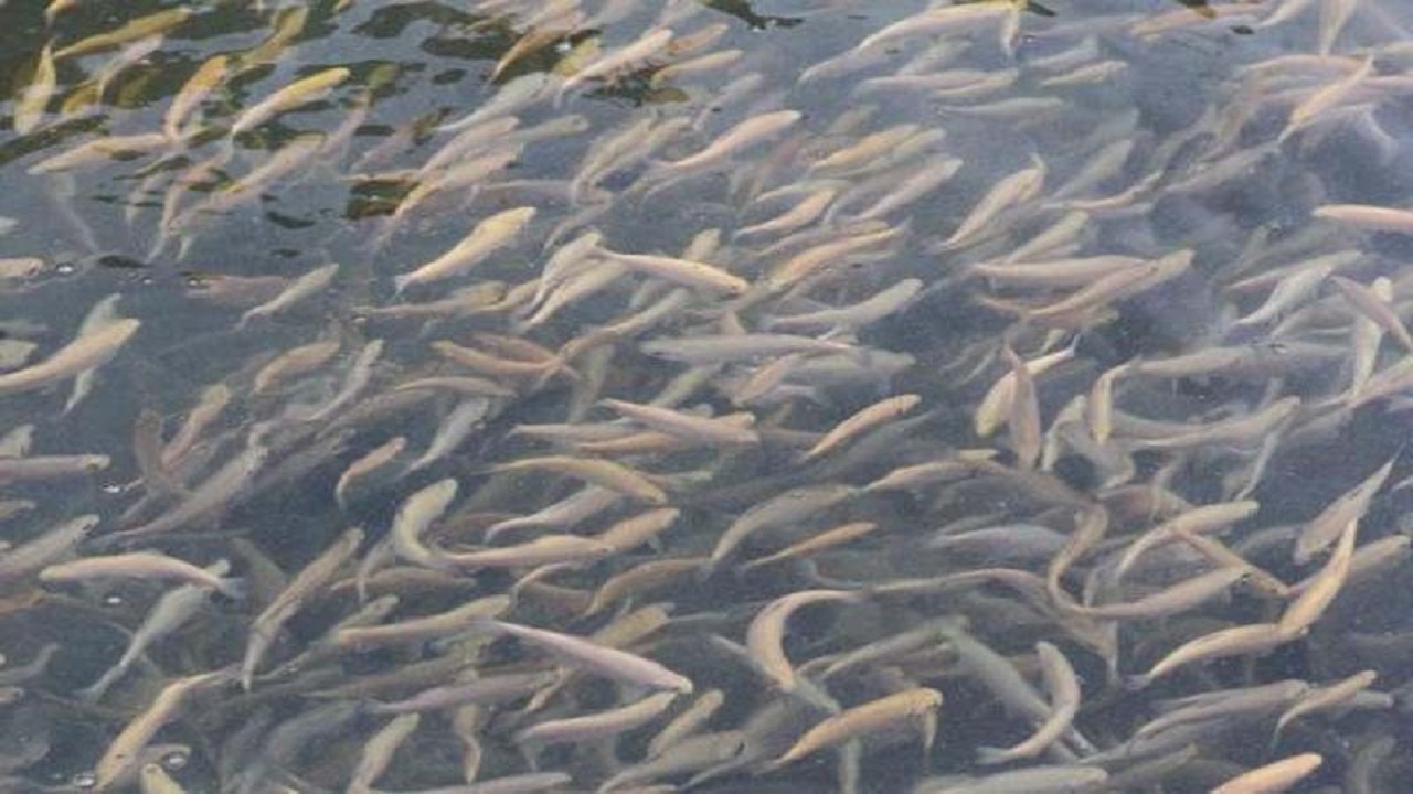 تولید سالانه بیش از ۲ میلیون قطعه بچه ماهی در سراب