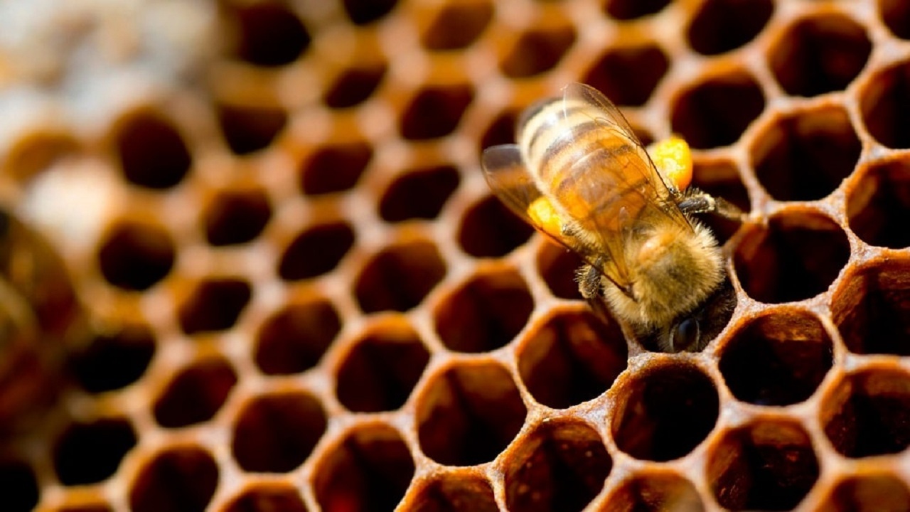 زنبورهایی که قاچاقی عسل تولید می کردند