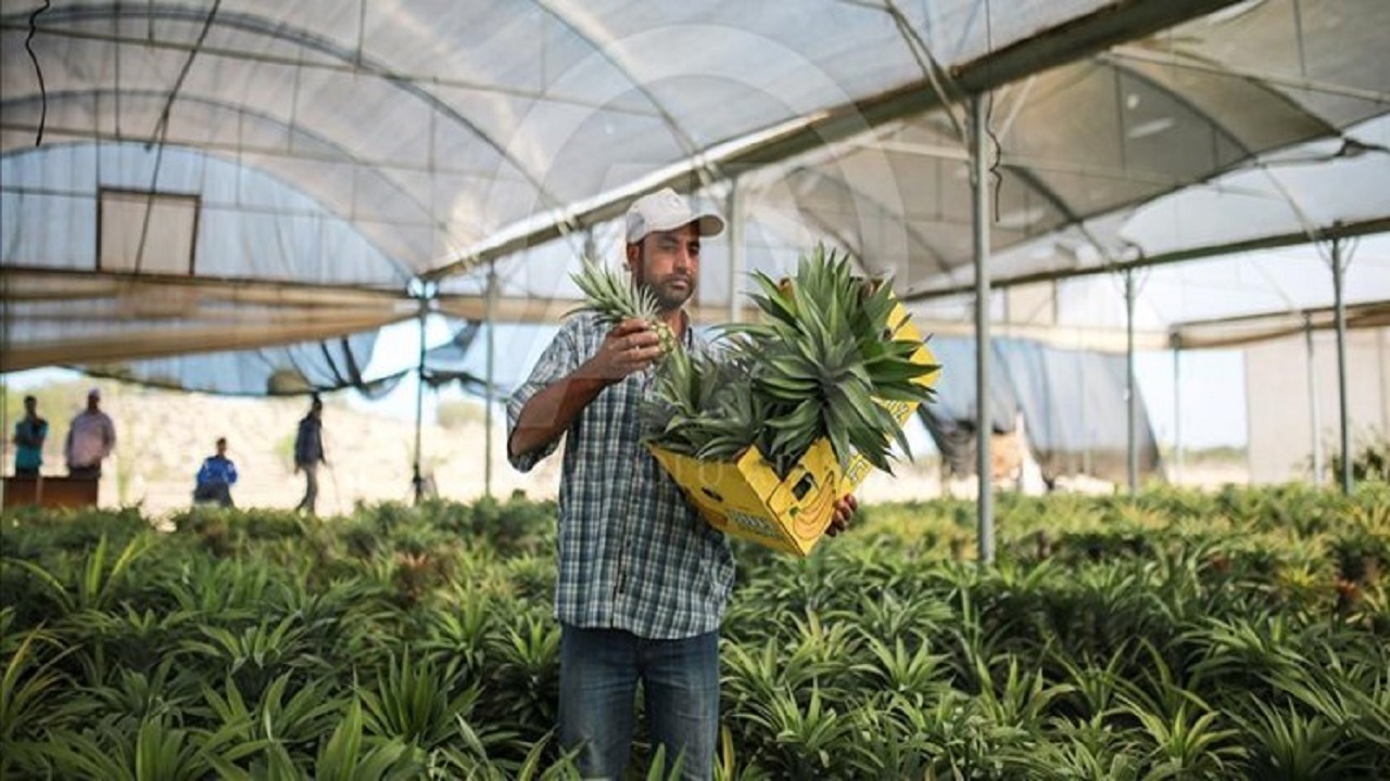 روایتی از تولید گلخانه‌ای آناناس تا جلوگیری از خروج میلیون دلاری ارز از کشور