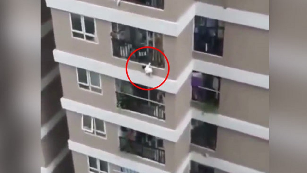 لحظه هولناک سقوط کودک از بالکن طبقه دوازدهم آپارتمان! (۱۴+)