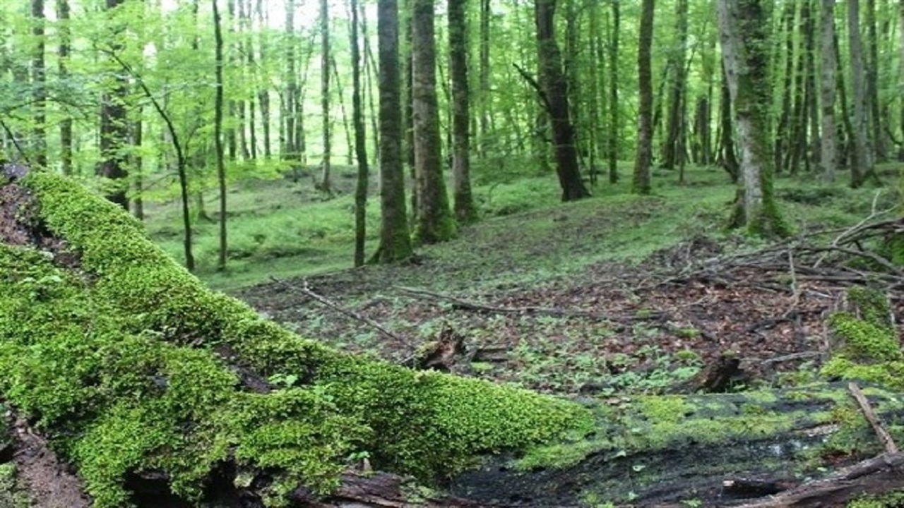 تخریب سالانه ۱۲ هزار هکتار اراضی جنگلی در کشور