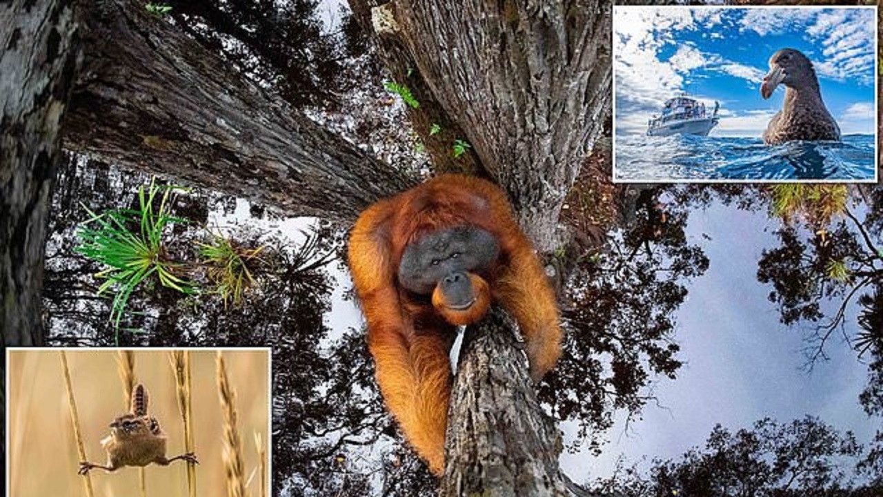 تصاویری شگفت انگیز که در مسابقه جهانی عکاسی از طبیعت برگزیده شدند