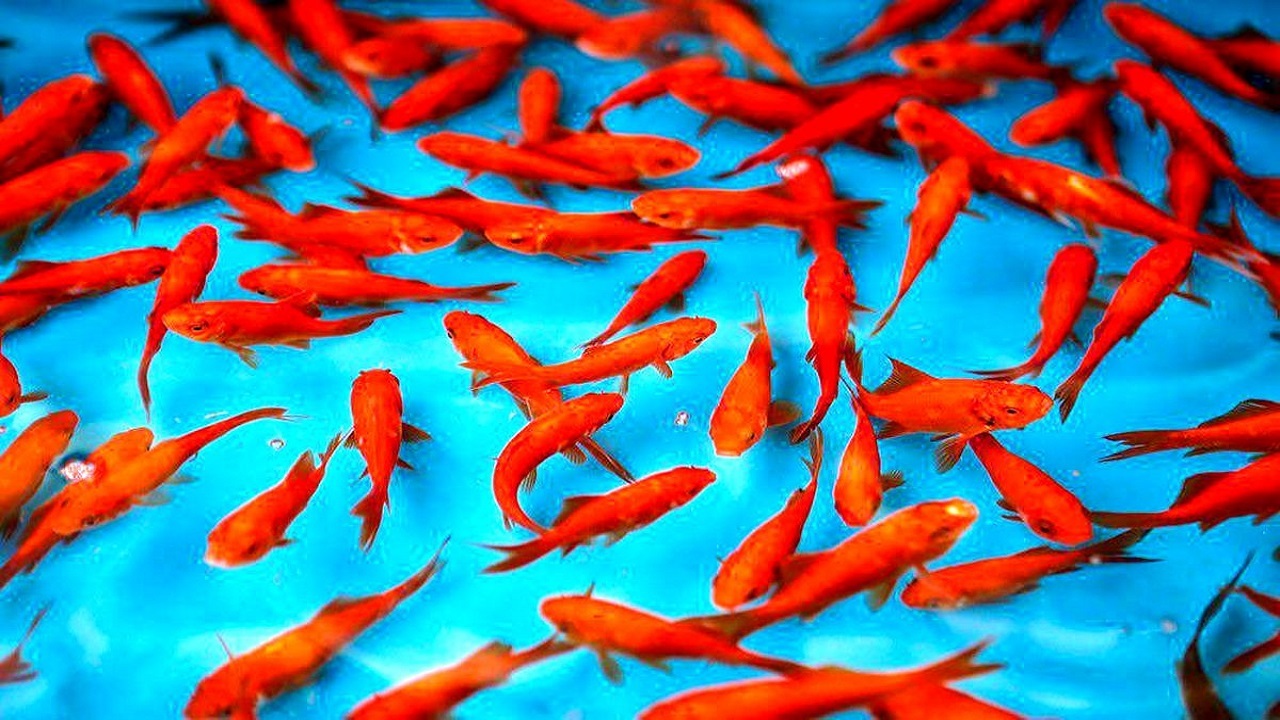 ماهی‌های قرمز را بدون نگرانی به خانه ببرید