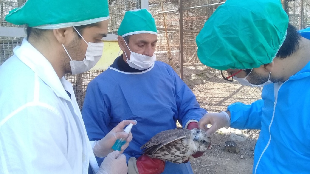 پرندگان مرکز بازپروری پردیسان واکسینه شدند