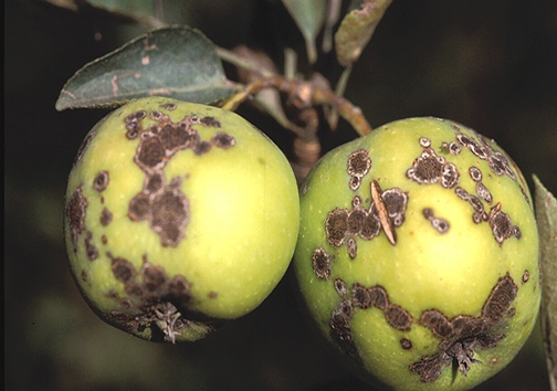 پیش آگاهی جهاد کشاورزی برای مبارزه با لکه سیاه سیب