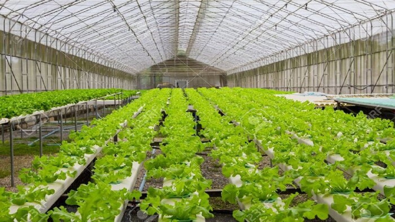 توسعه کشاورزی نوین با ساخت ۱۰۰ هکتار گلخانه در سمنان