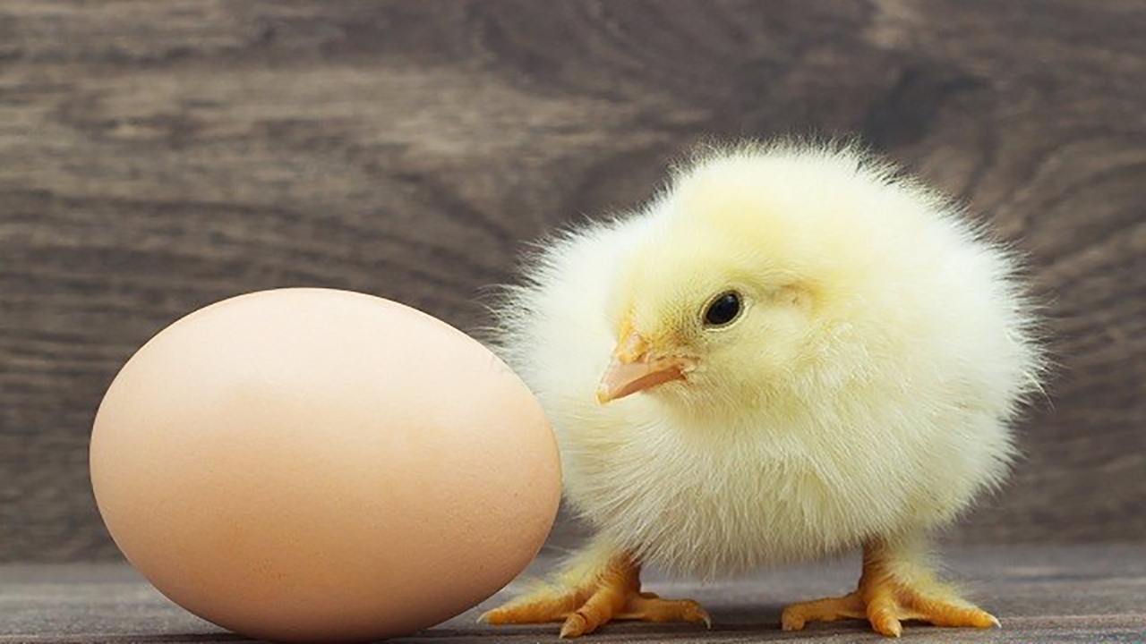 سیاست یک بام و دو هوای دولت در مدیریت تولید مرغ