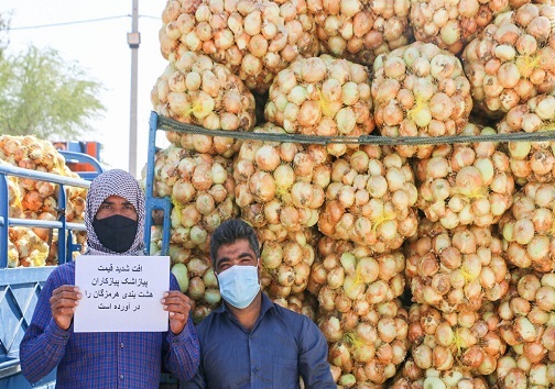 پیاز اشک کشاورزان را درآورد و کمرشان را هم شکست!