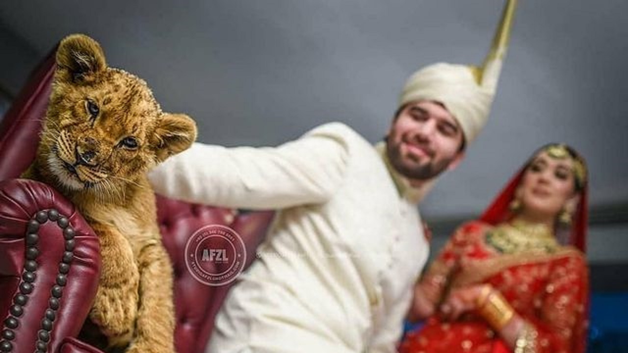 شواف زوج پاکستانی در جشن عروسی با یک توله شیر!