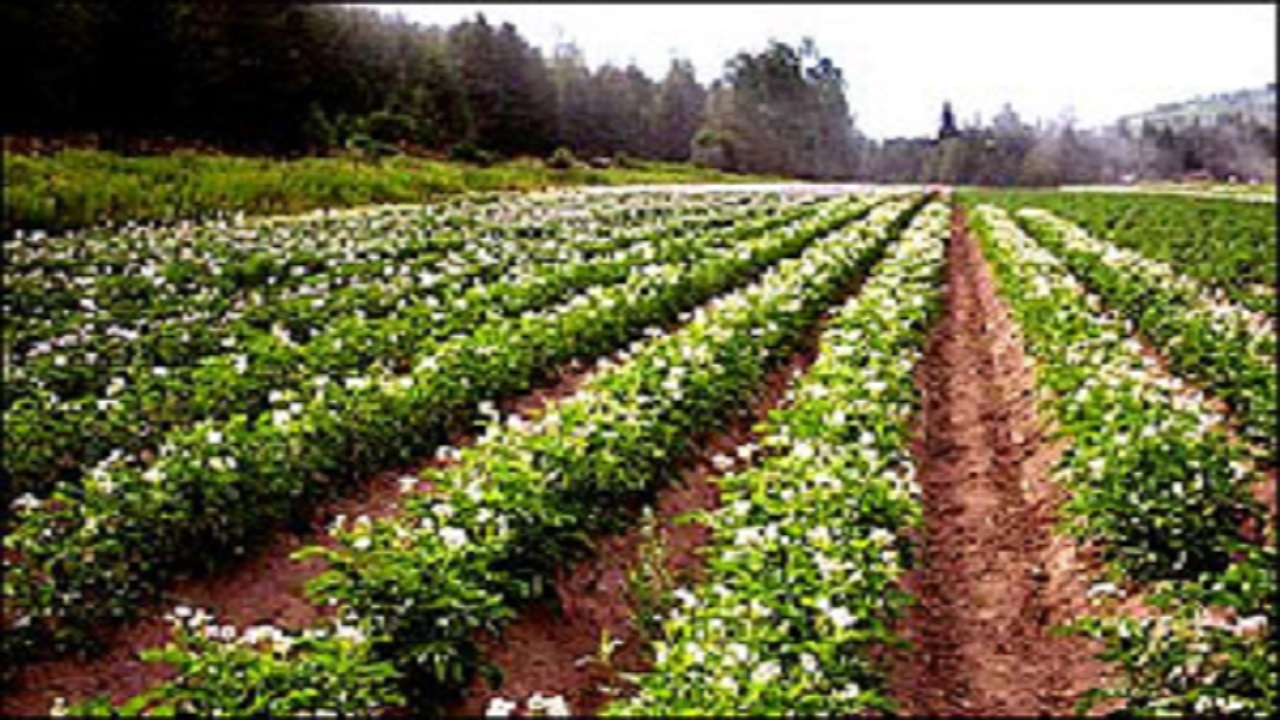 محصولات ارگانیک در کشاورزی ارتقا می‌یابد