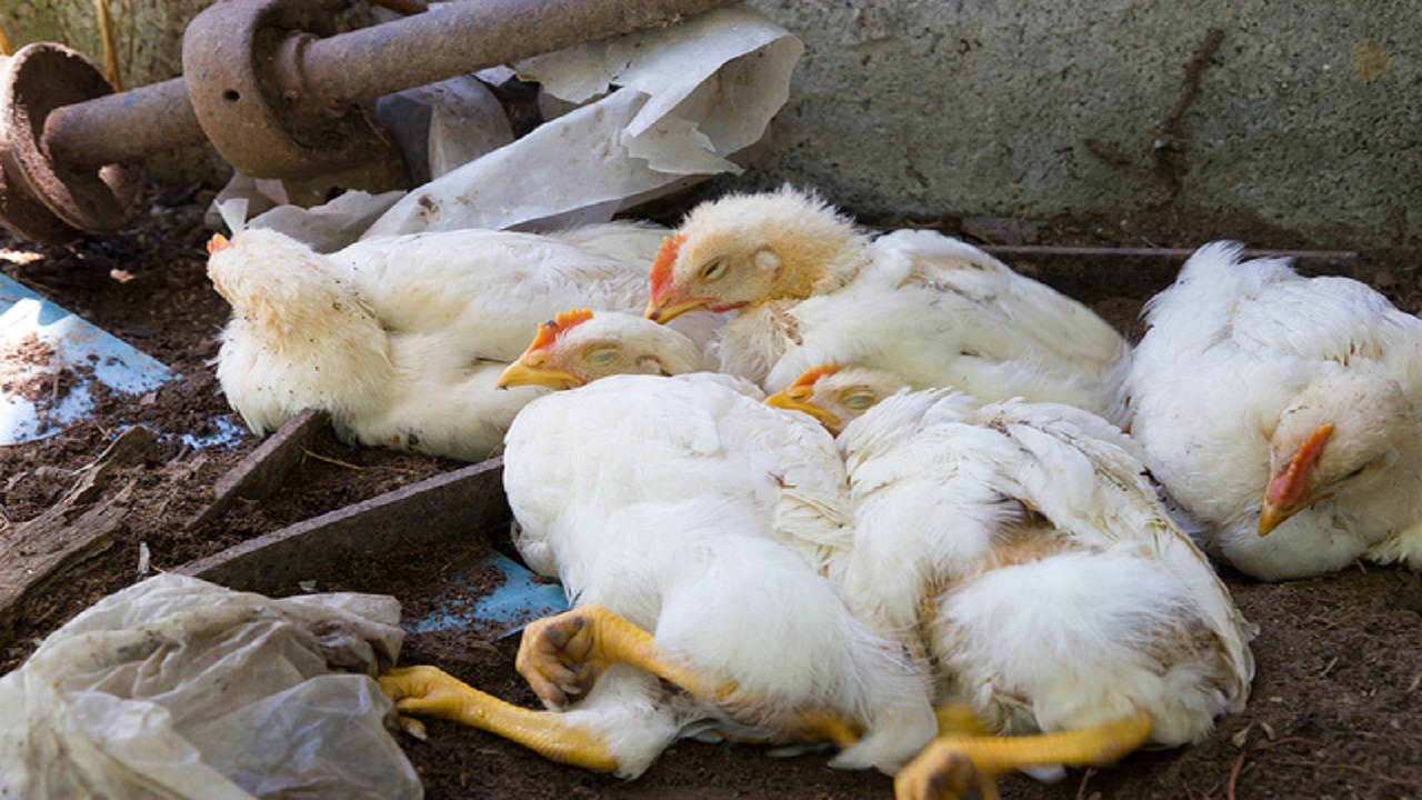 پرداخت غرامت به خسارت‌دیدگان آنفلوانزای پرندگان در کردستان