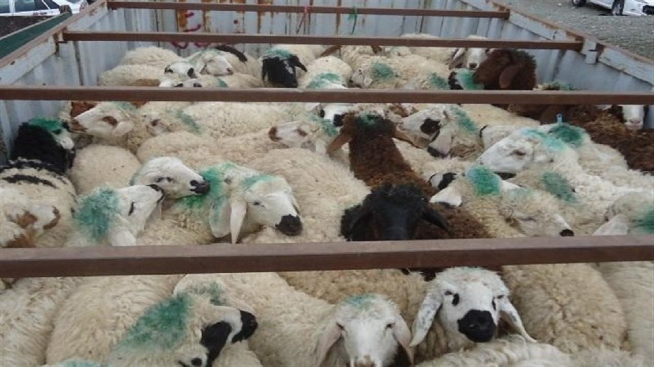 کشف محموله یک میلیارد و ۴۰۰ میلیون ریالی گوسفند قاچاق در فامنین