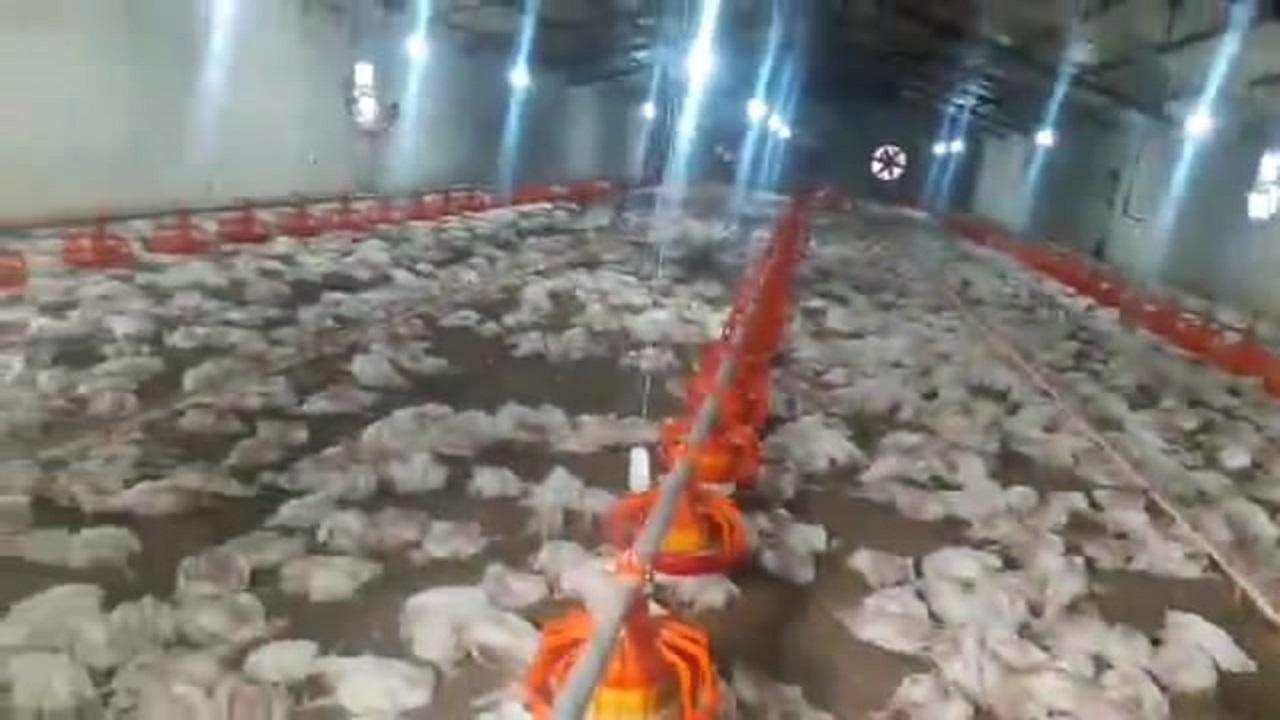 تلف شدن ۱۲ هزار قطعه مرغ گوشتی در تاکستان