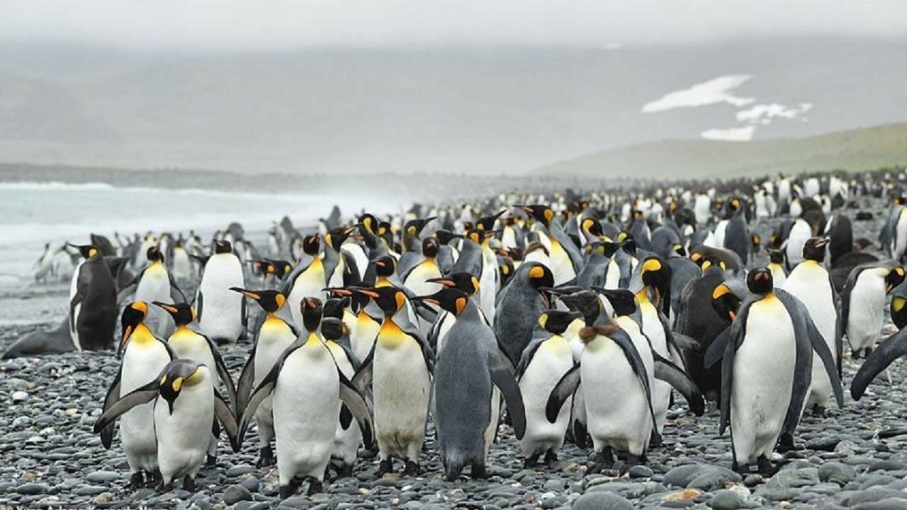پنگوئن زرد رنگی که باعت تحیر جهانیان شد