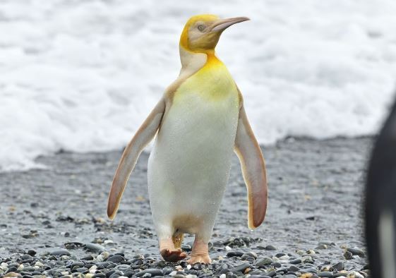 پنگوئن زرد رنگ باعت تحیر جهانیان شد + عکس