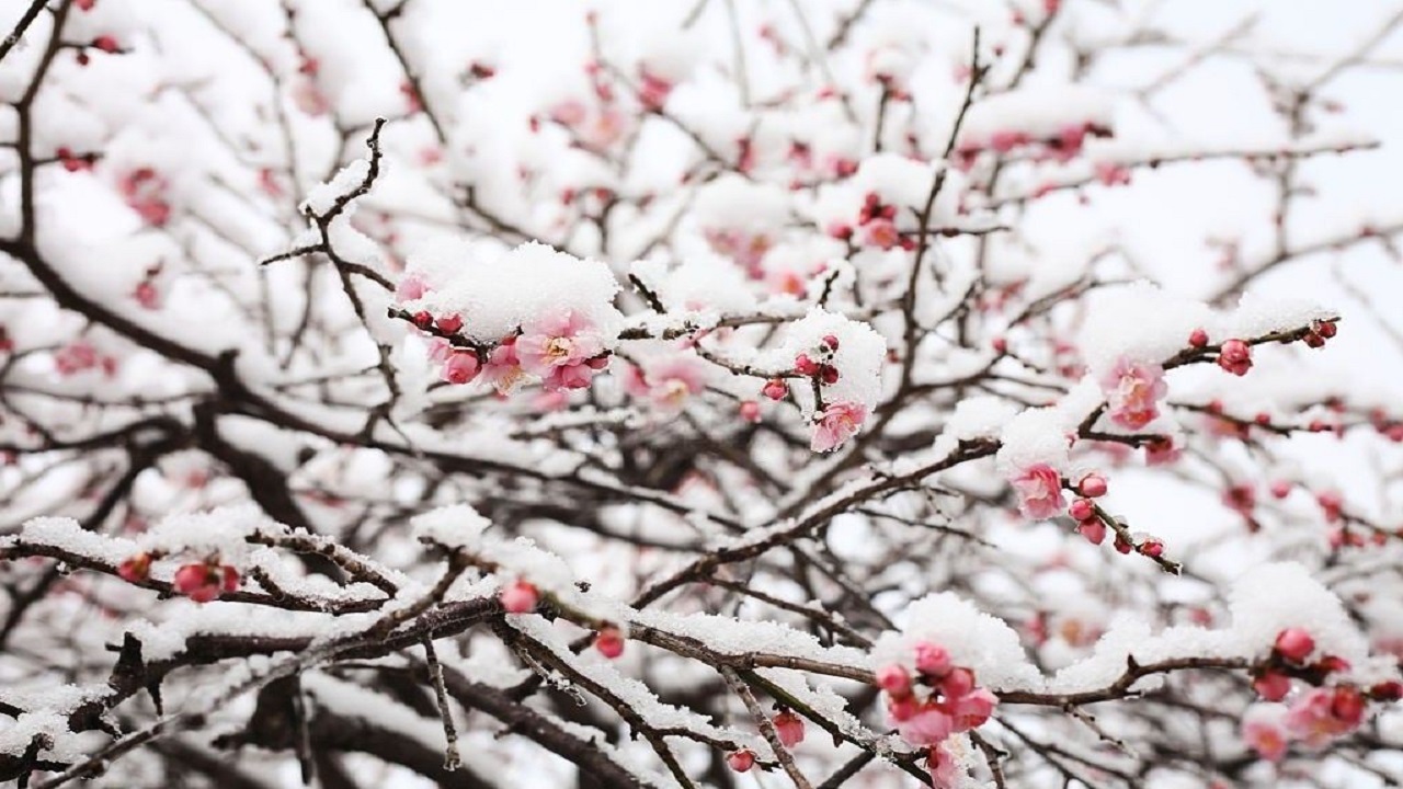 همنشینی برف و شکوفه در برخی مناطق گیلان