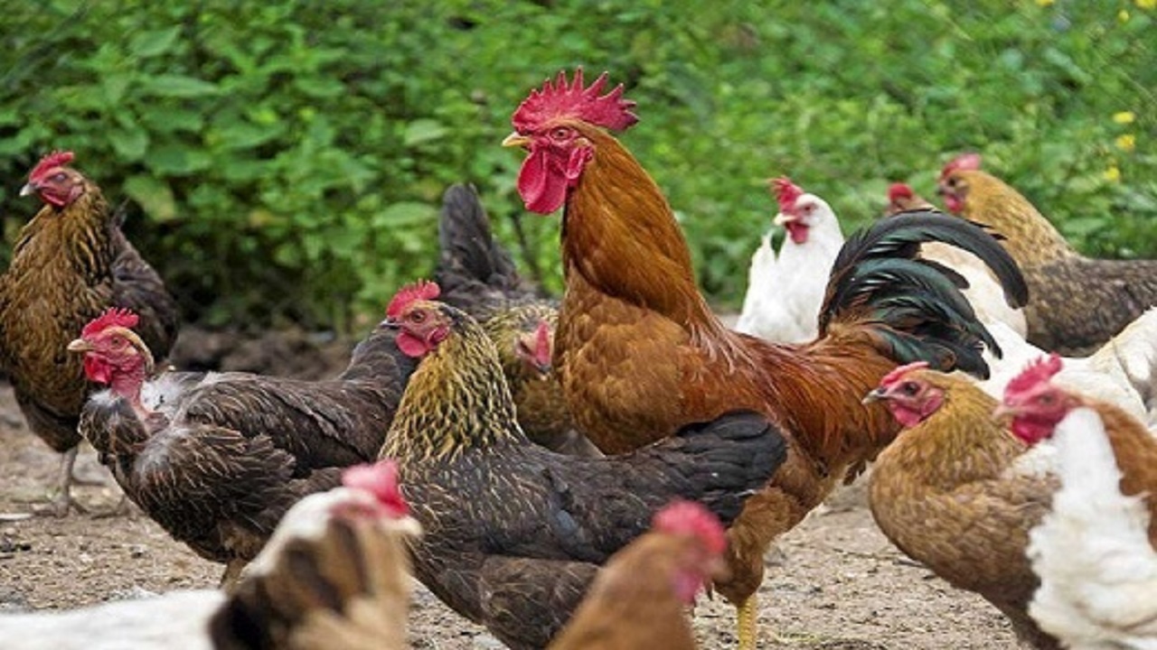 با خرید مرغ زنده سلامتی خود را حراج نکنیم