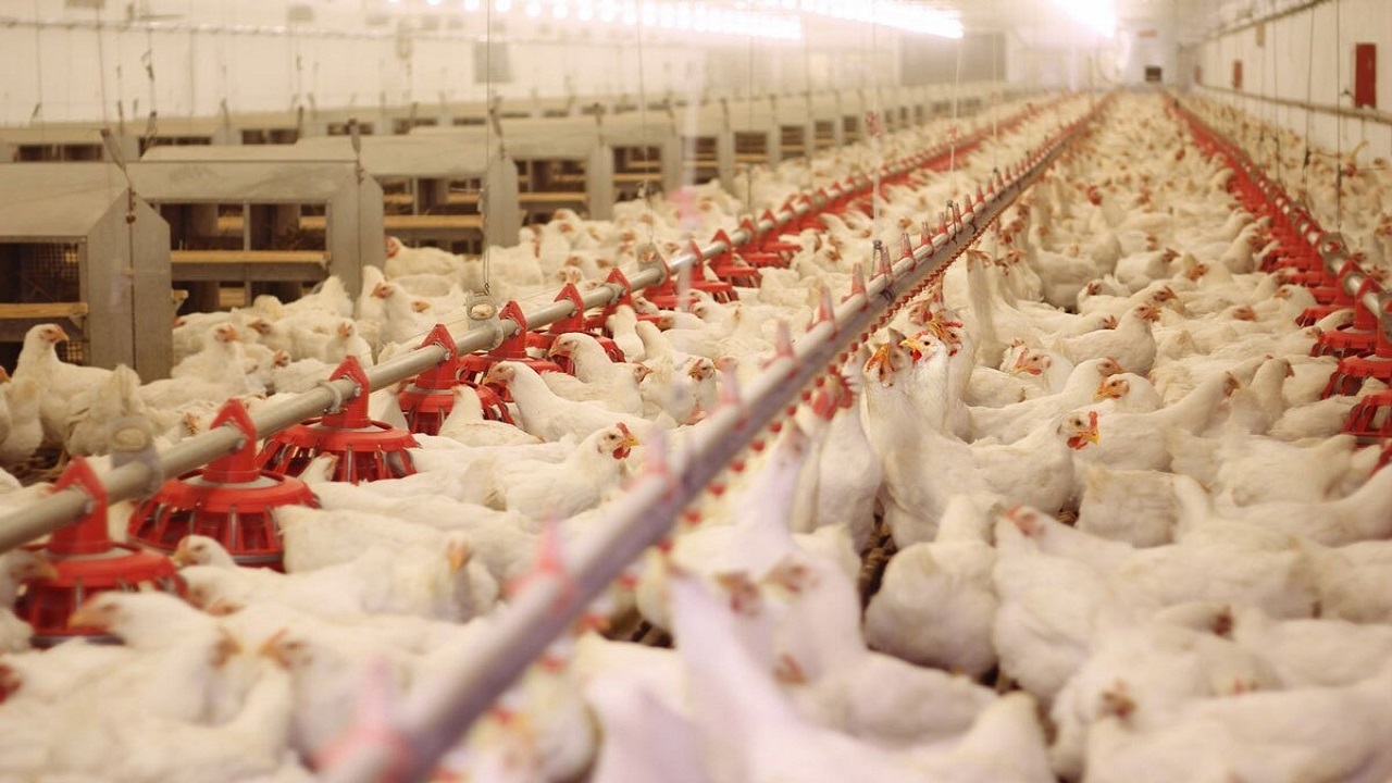 تشکیل پرونده تعزیراتی برای مرغداری های گوشتی در مراغه