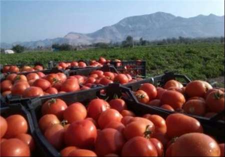 موظف شدن کارخانجات رب گوجه فرنگی جنوب کرمان به خرید گوجه کشاورزان