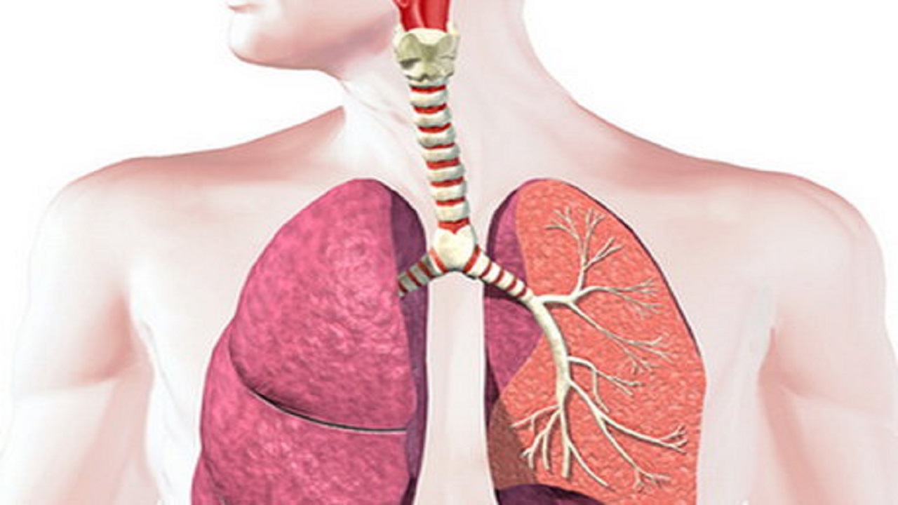 Тыныс алу жүйесінің. Дыхательная система человека легкие. Лёгкие органы дыхания. Патологии дыхательной системы человека.