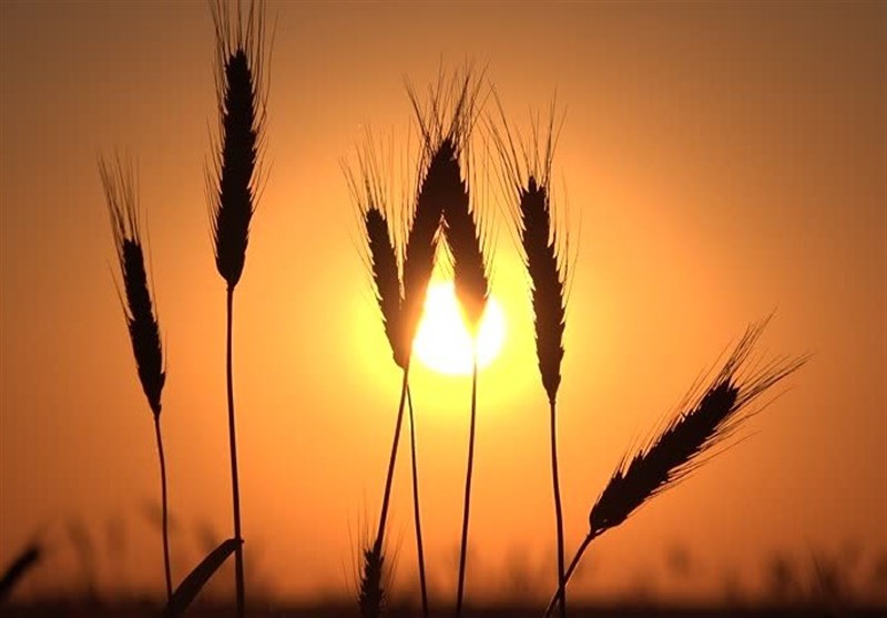 کیفیت گندم تولیدی در ۱۰ سال اخیر بی نظیر است؛ پیش بینی تولید ۱۴ میلیون تن گندم
