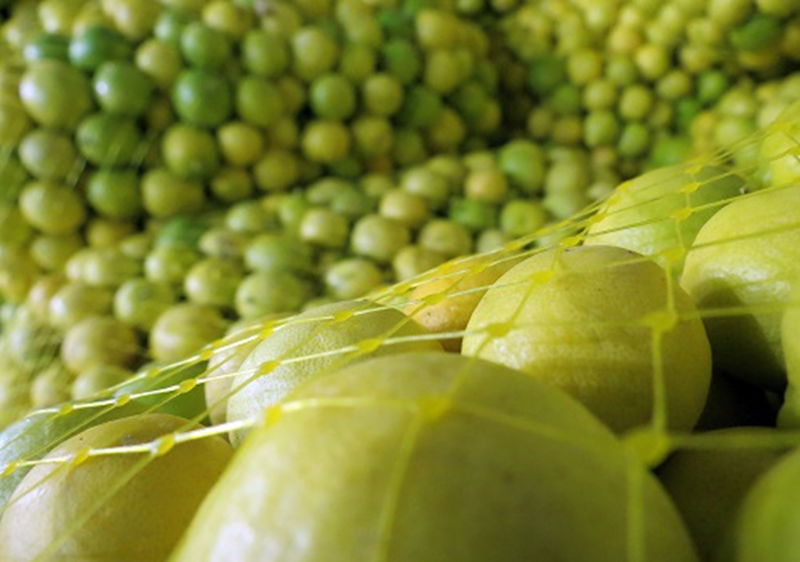 کشف ۱۶ تن لیموی انبار شده در جهرم