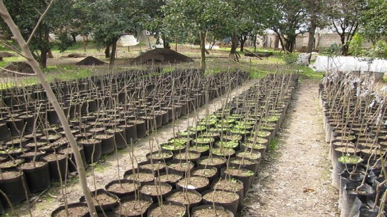 توزیع ۱۵۰ هزار نهال کبوده در راستای اجرای طرح زراعت چوب