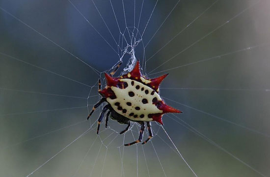 تصاویری از عنکبوتی زیبا به نام جواهر