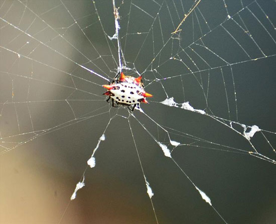 تصاویری از عنکبوتی زیبا به نام جواهر
