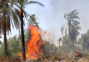 خسارت ۴۵۰ میلیون تومانی آتش‌سوزی به باغ‌های میناب