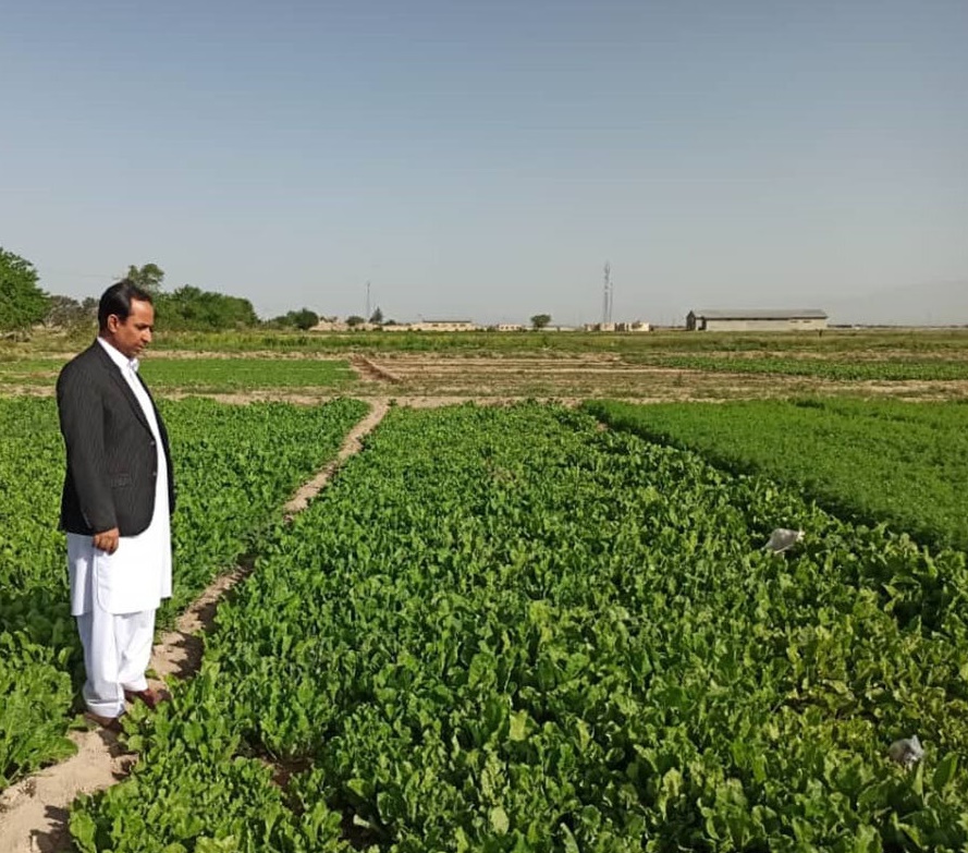 سبزی خاش در سفره روزه‌داران سیستان و بلوچستان