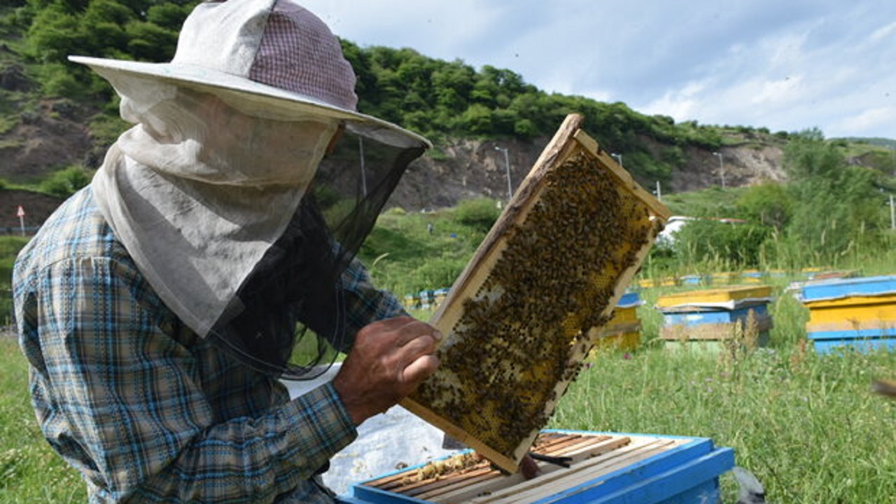 ۴۱۸ تن عسل در استان سمنان تولید شد