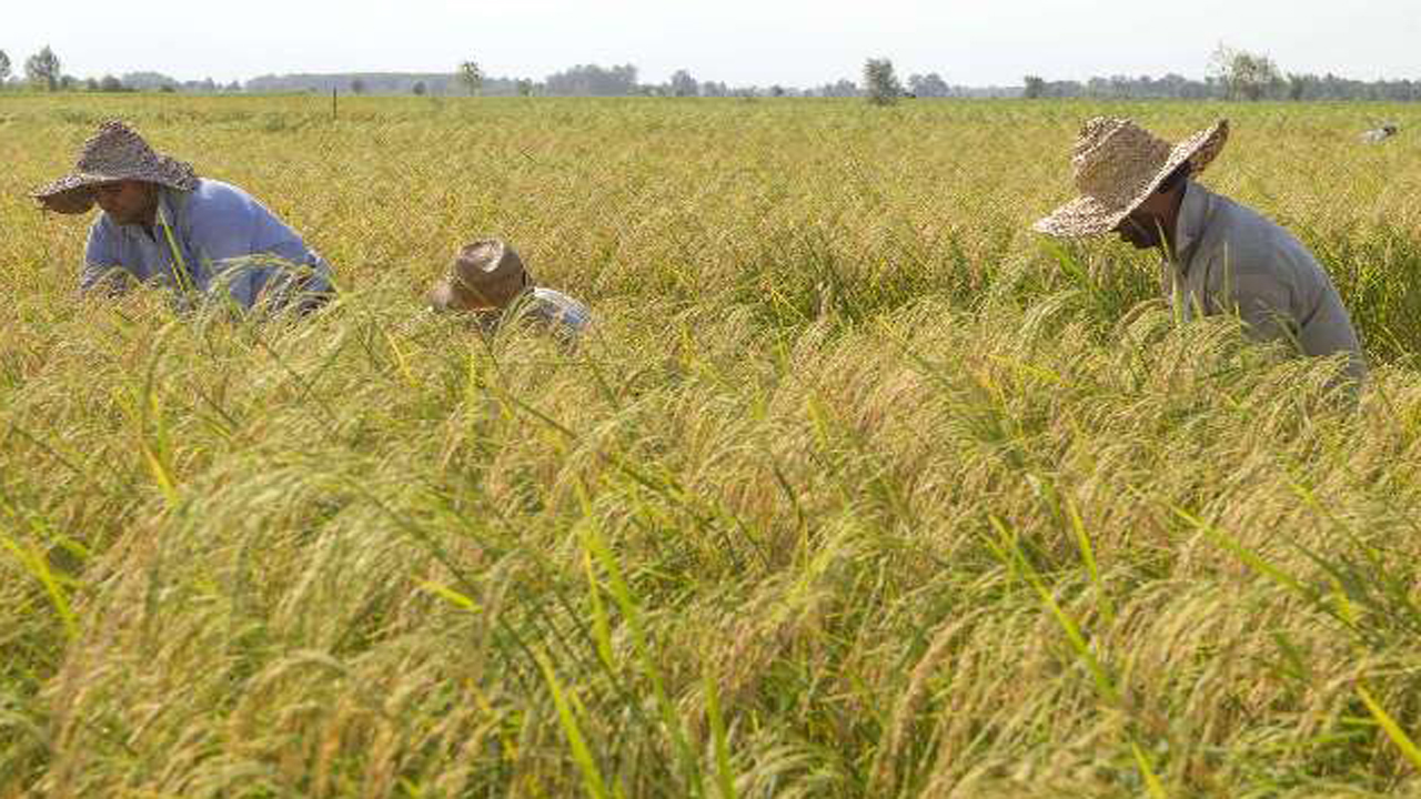 سه رقم جدید برنج تا پایان سال آینده معرفی می‌شود