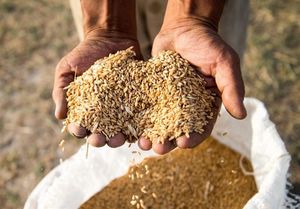 خرید تضمینی ۱۵۰هزار تن گندم از کشاورزان