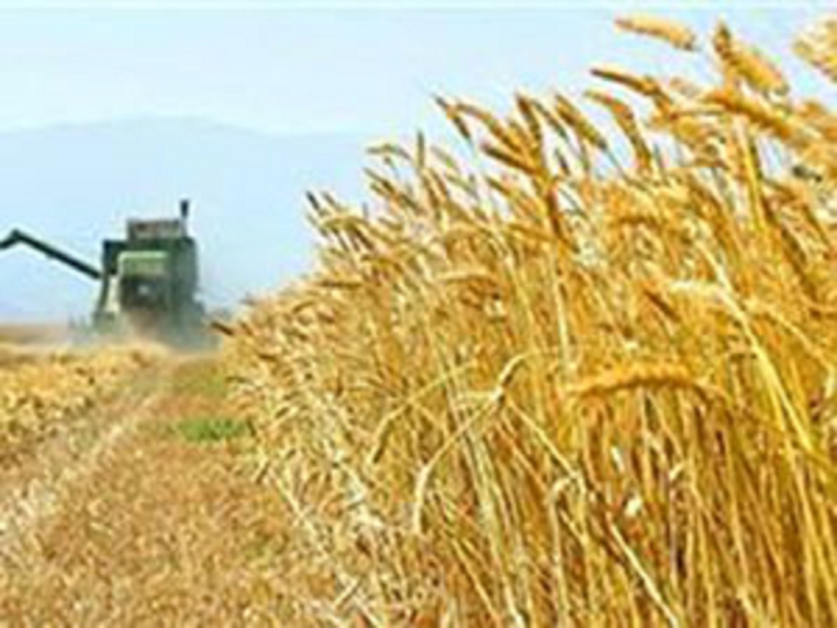 خریداری ۲۰ هزار تن گندم از کشاورزان پلدختری