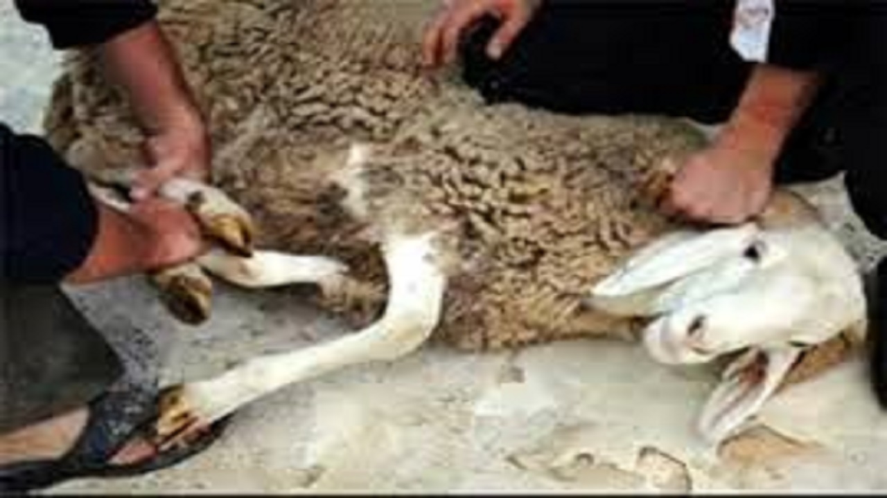 ذبح ۱۰ راس گوسفند و توزیع مواد غذایی در شاد آباد