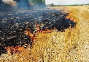 آتش، ۱۲ هکتار از مزارع ایذه را خاکستر کرد