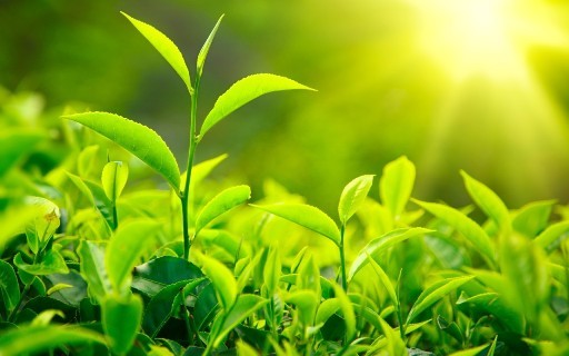 افزایش برداشت برگ سبز چای در سال جهش تولید