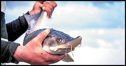 جمع آوری ادوات مخصوص صید ماهیان خاویاری در سفید رود