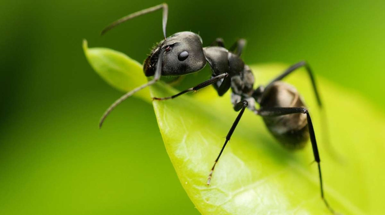 عجیب‌ترین مورچه‌های دنیا را بشناسید