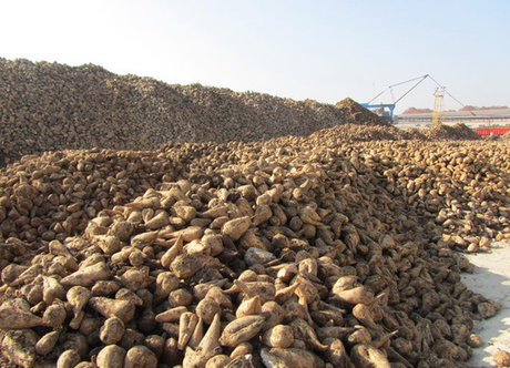 محدودیت کشت چغندر در حوضه آبریز دریاچه ارومیه/چغندر قند دارای بزرگترین صنعت تبدیلی در استان