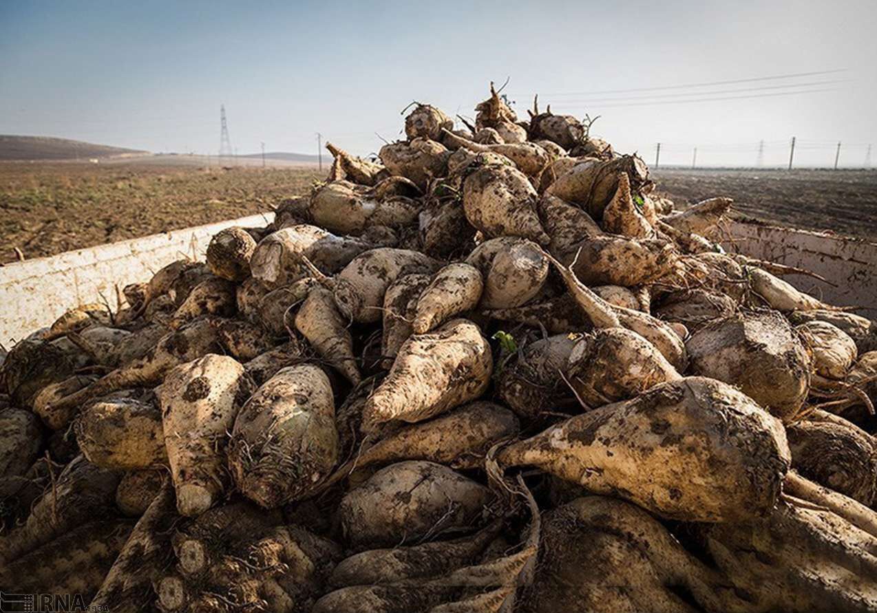 محدودیت کشت چغندر در حوضه آبریز دریاچه ارومیه/چغندر قند دارای بزرگترین صنعت تبدیلی در استان