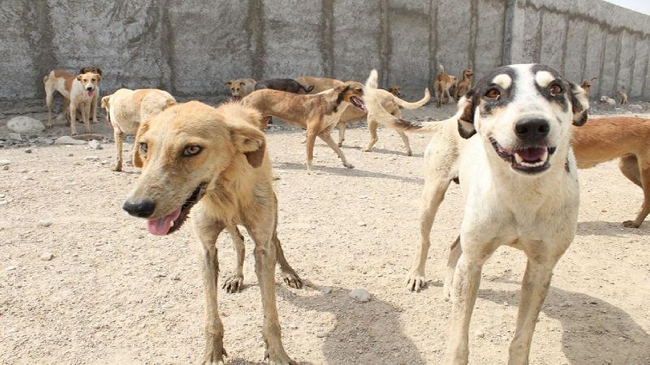 از خطر تهدید جان شهروندان جهرمی به وسیله کرونا تا جولان سگ های ولگرد