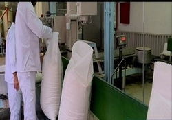 کشت یک میوه استوایی در دل کویر یزد + فیلم
