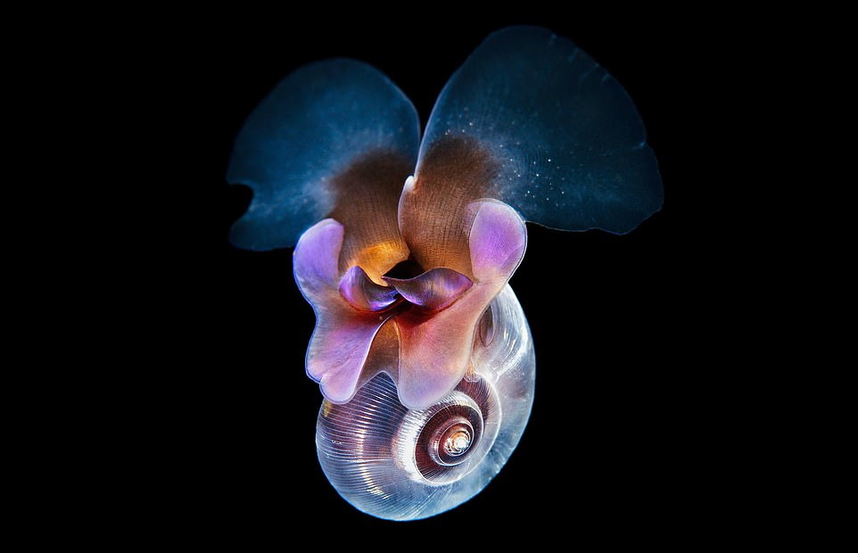 «بیگانه‌های زیر آب»؛ تصاویر حیرت‌انگیز از موجودات عجیب اعماق دریا