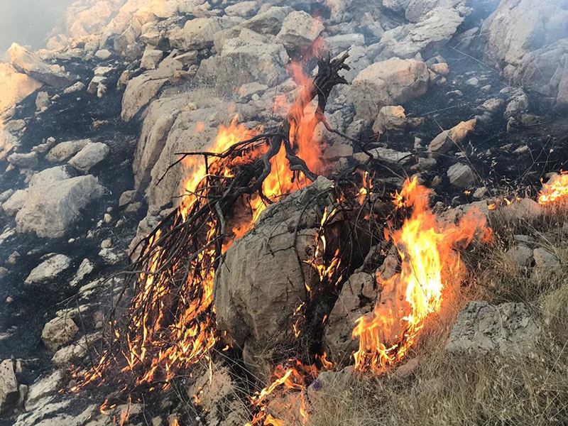 آسیب دیدن زیستگاه جانوری در آتش سوزی خائیز