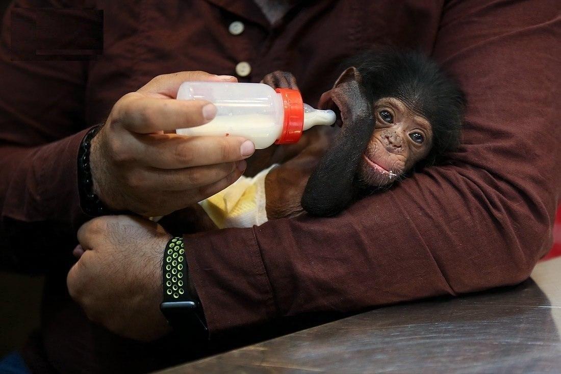 سرنوشت شامپانزه سه ساله مشخص شد