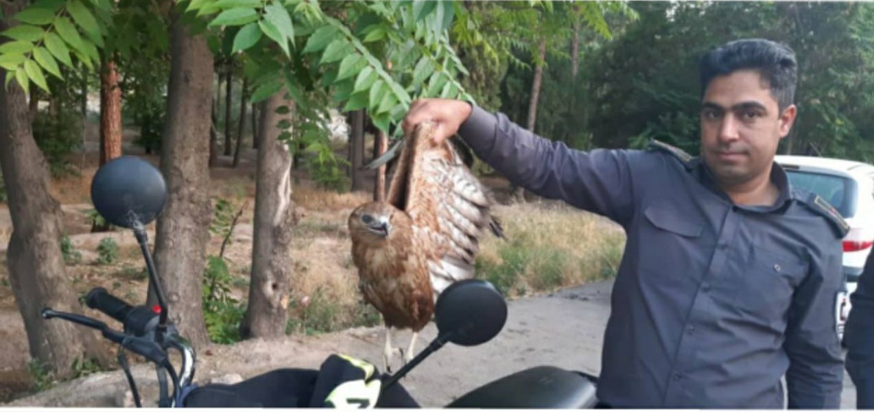 زنده گیری عقاب طلایی در کرمان