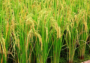 معیشت مردم جایزان و جولکی وابسته به کشت برنج است